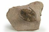 Beautiful Metacanthina Trilobite - Lghaft, Morocco #310620-2